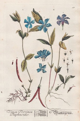 Immergrün periwinkle vinca - immergrün,