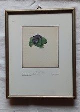 Sammler bild veilchenstrauß - sammler,