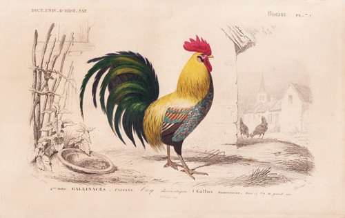 Gallus domesticus chicken hahn - gallus,