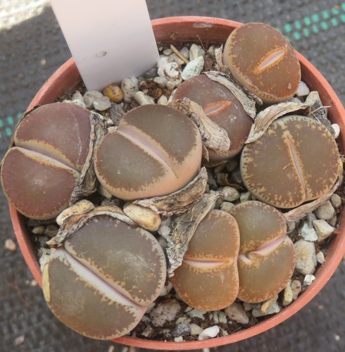 Lithops lesliei venteri - 5x,