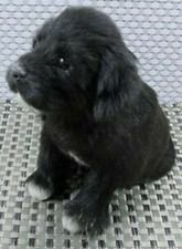 Plüsch Labrador Lebensecht