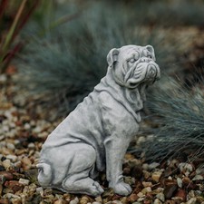 Englische bulldogge hund - englische, bully