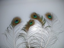 4  Pfauenfedern mit Auge  33 - 40 cm , Basteln, Floristik