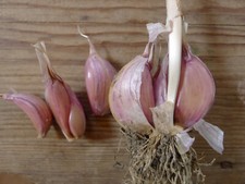 Sibirischer Schlangenknoblauch