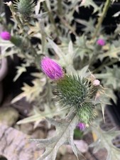 Mariendistel 200+ Samen Silybum marianum Distel Wildblume Heilpflanze.