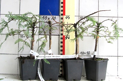 Metasequoia glyptostroboides