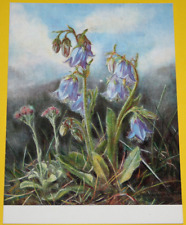 AK. VIRGINIE WALTENBERGER. Bärtige Glockenblume. Beschriftet April 1972 (8110)