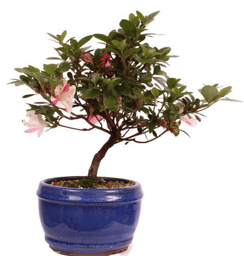 Bonsai japanische satsuki - -,