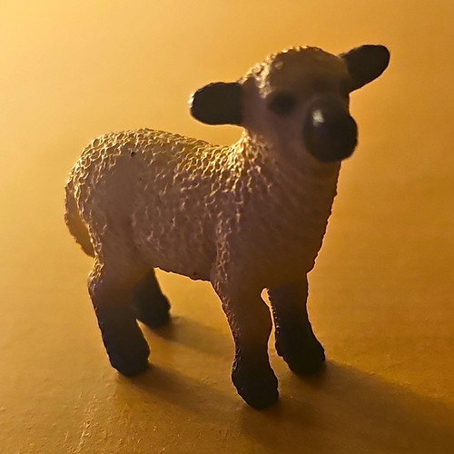 Schleich schaf lamm - schleich, schaf/lamm
