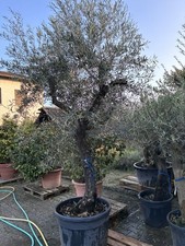 Olivenbaum breite Krone XXL  250cm Qualität Olea Europaea Arbequina winterhart