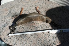 3 x Vintage altes Tierjoch