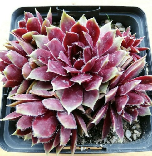 Sempervivum irazu 2x - sempervivum,