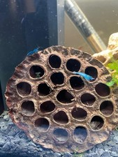 Lotos Kolben / 7-10cm