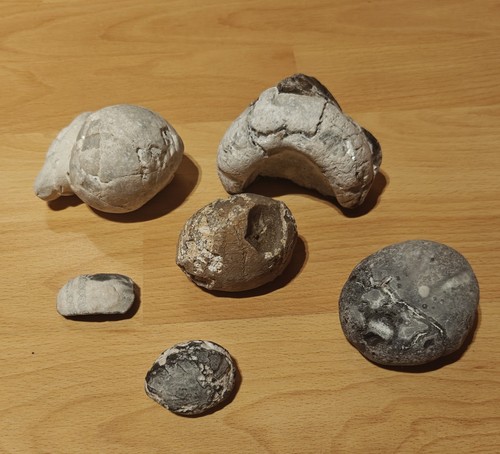Seeigel fossilien ostsee - seeigel,