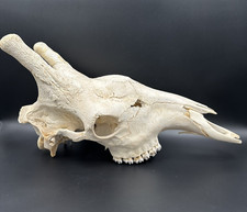 NEU Giraffen Schädel Giraffe