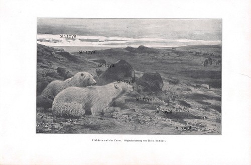 Eisbären auf der lauer - auf,