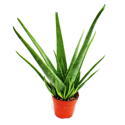 Exotenherz aloe vera ca - exotenherz,