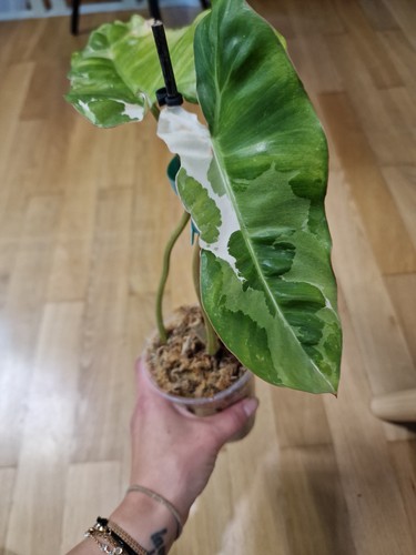 Philodendron paraiso verde - philodendron,
