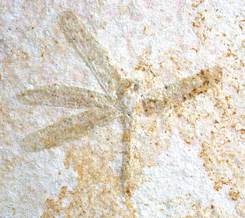 Malm tarsophlebia sp - malm,
