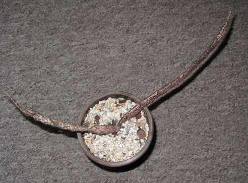 Euphorbia platyclada from - euphorbia, platyclada,