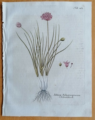 Vietz icones plantarum - vietz,