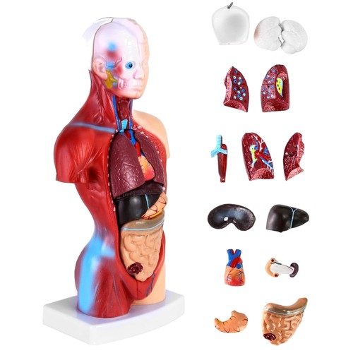 Anatomie modell menschlicher - anatomie,