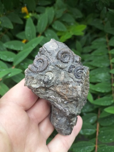 Multi dactylioceras gracile - multi,