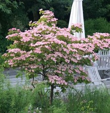 Chinesischer blumenhartriegel - chinesischer,