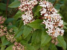 Mittelmeer schneeball viburnum - mittelmeer,