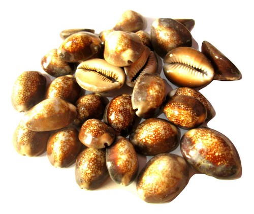 Braune laxmi kaudi - laxmi,
