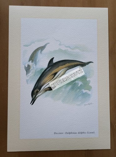 Delphin delfin kunstdruck - delphin,,