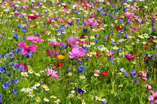 Wildblumen mix blumensamen - wildblumen,