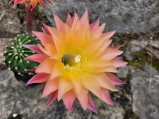 großes Kindel Bex 141 Armeru Echinopsis Lobivia Hybride Kaktus Cactus