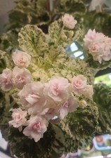 Saintpaulia Usambaraveilchen