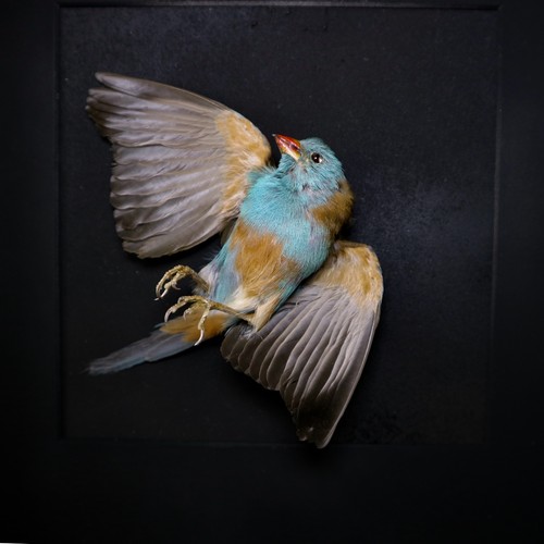 Blue capped cordon - cordon-bleu,