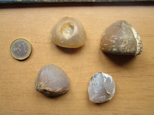 3 versteinerte Seeigel Stücke