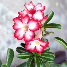 Wüstenrose / Desert Rose – Adenium obesum ( 10 Stk. ) Bonsaisamen