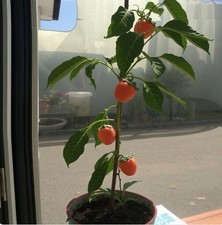 2 x winterharte Kaki-Bäume schnellwüchsige & exotische Pflanzen für den Garten