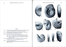 Ammoniten seeigel - ammoniten,