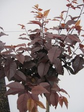 Hochstamm Blutpflaume - Prunus cerasifera Nigra - 80cm Stamm + Krone