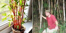 Bambus-Set Rot + Riesenbambus für die Wohnung drinnen Zimmerpflanzen gross
