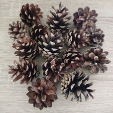 42 Tannenzapfen 3-5 cm Kiefernzapfen Zapfen Deko basteln Gesteck Weihnachten