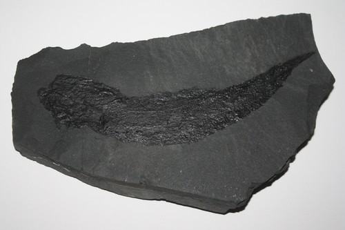Palaeoniscum freieslebeni