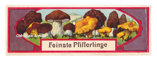 X5568 feinste pfifferlinge - x5568,
