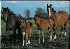 KS - Kühlschrankmagnet Pferde Familie OVP