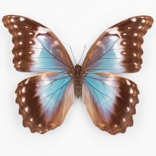 Morpho Menelaus Coeruleus ♀