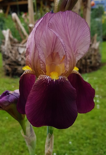 Schwertlilie iris indien - iris,