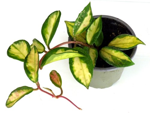 Hoya porzellanblume - ⭑-,