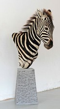 Zebra Steppenzebra echtes Tierpräparat Schultermontage Schachfigur Springer