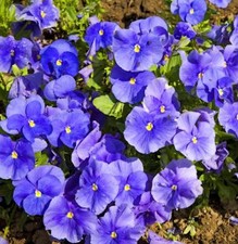 Hornveilchen Martin - Viola